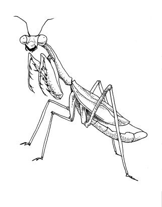 mantis